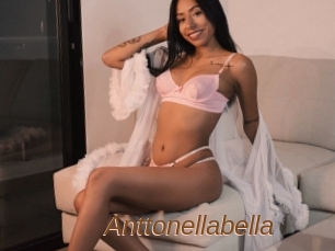 Anttonellabella