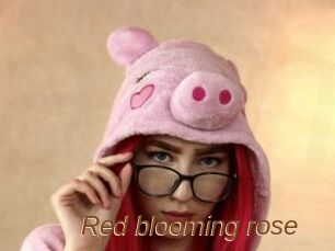 Red_blooming_rose